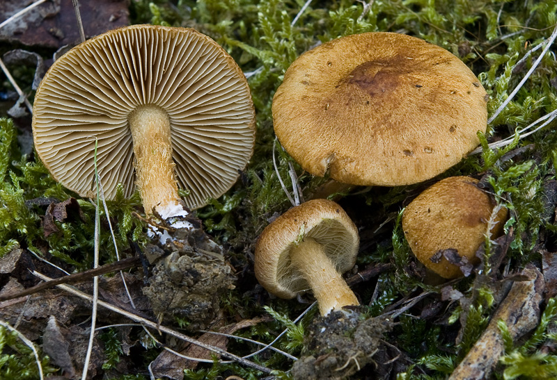 Inocybe dulcamara